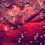 The Resurgence of Sugary Drinks