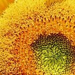 Unleashing The Body's Ability To Heal Itself