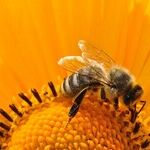 Pesticides and the Death of Honeybees
