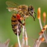 Robot Bees Are Coming -- Be Afraid