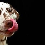 Owning A Dog Can Make Your Life Better Right Now