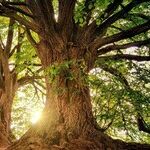 Add 'Nature as Medicine' to Your Health Prescription