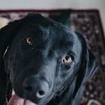 A Healer in the House Above the Political Stress