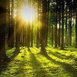 Sun Rising on Role of Vitamin D in COVID-19 Fight