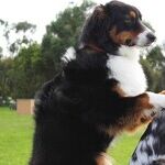 Canines Providing Much More Than Comfort