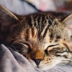 Lack of Quality Sleep Can Be a Real Killer