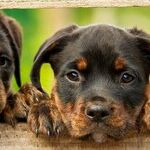 Seeing Dog Days Ahead for Science