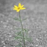 A Losing Fight With Loneliness