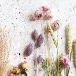 When Herbal Medicine Becomes Mainstream