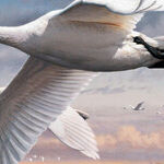 Swan Stamps Are Coming. 'Duck!'