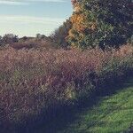 Remarriage and Finances
