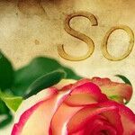 Too Many Apologies