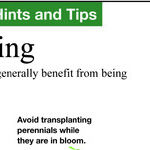 Repotting Houseplants