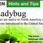 Ladybug Invasion