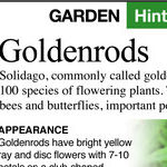 Goldenrod