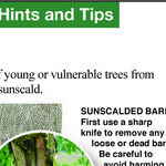 Can Trees Get Sunburned?