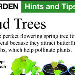 What Do You Do With Baby Redbud Trees?