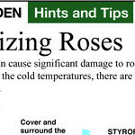 Fall and Winter Rose Care