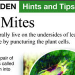 Spider Mites on Houseplants