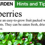 I Am Craving Cranberries