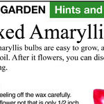 Waxed Amaryllis Care
