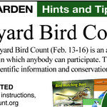 Great Backyard Bird Count