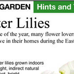 Buy an Easter Lily Now