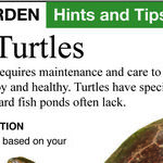 Pond Turtles and Dragonflies