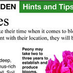 New Peonies Grandma Would Love