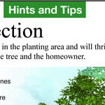 Tree-Buying Tips