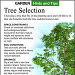 Tree-Buying Tips