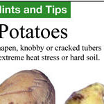 Unusual Potatoes