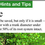 Can You Save a Blown-Over Tree?