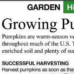 Growing Pumpkins