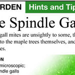 Spindle Galls and Moving Lilies