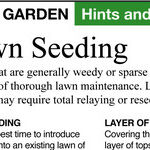 Renovating a Lawn