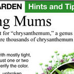 Mums the Word
