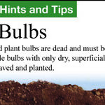 Planting Bulbs for Spring and Storing Bulbs for Winter
