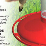 Grass Clippings and Hummingbird Feeders