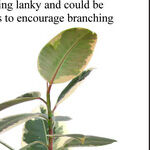 Rubber Trees and Amaryllis Bulbs