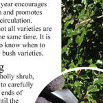 Holly Pruning