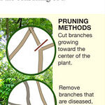 Fall Tree Pruning