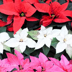 More Gardening Gift Ideas