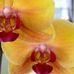Gardening Resolutions