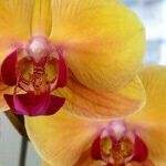 2016 Green Thumb Awards