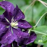 Pruning Clematis Vines