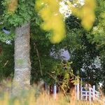 Arbor Day Tree Planting