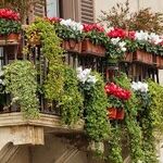Window-Box Plants