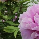 Picking the Perfect Peony