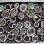 Sawflies and Leaf Cutter Bees